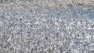Naturaleza que recupera espacio: el retorno de las aves a las playas de Costa Verde por la cuarentena
