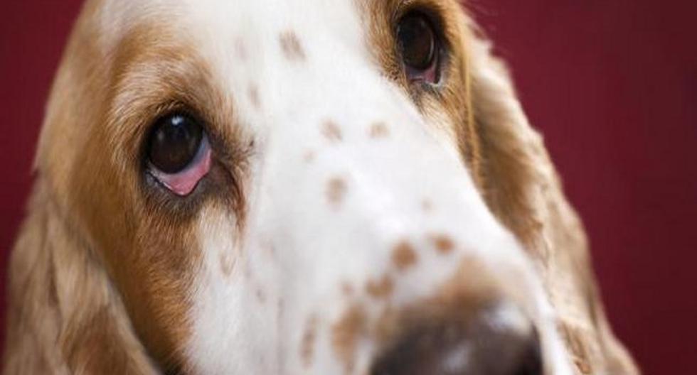 Debemos estar atentos a los síntomas que puedan mostrar nuestros perros. (Foto:ThinkStock)