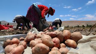 Midagri: Compras estatales a la agricultura familiar serán de S/ 300 millones el próximo año 