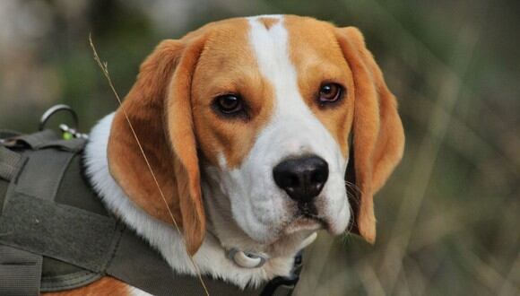 Los beagle son la raza de perro predilecta para estos estudios (Foto: Pixabay)