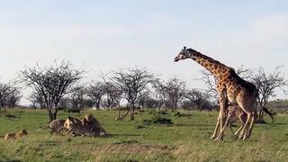 Mira a una mamá jirafa protegiendo a su cría de unos leones