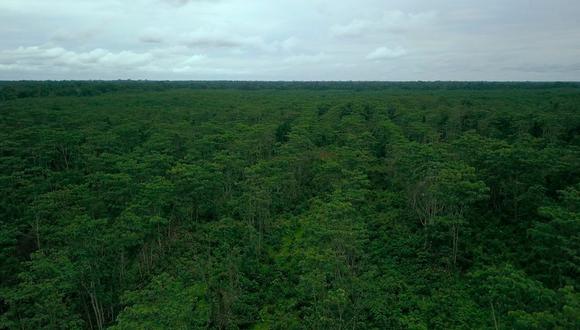 La empresa se dedica al cultivo de cacao de exportación en Tamshiyacu. (Foto: Tamshi)