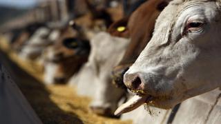 Rumanía detecta posible caso de mal de vacas locas