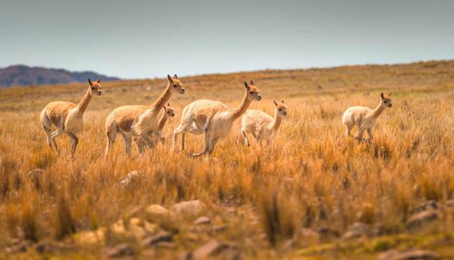 Reserva Nacional de Pampa Galeras Bárbara D'Achille. Situada en la provincia de Lucanas,  esta reserva natural es el refugio de más de 6000 vicuñas, así como de otros animales. El ingreso es gratuito. (Foto: Shutterstock)