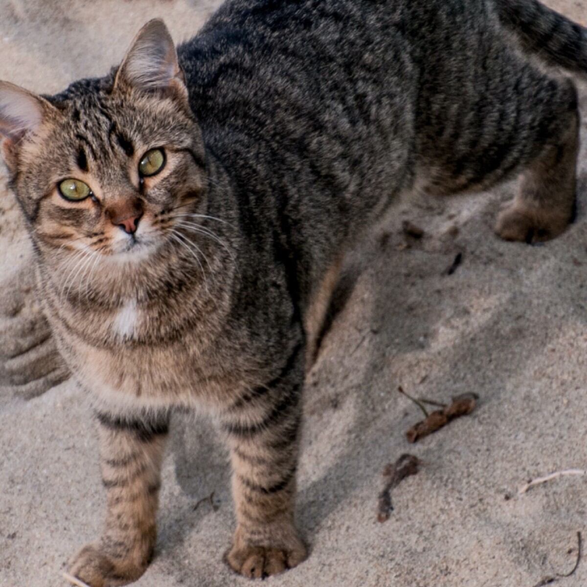 Caja de arena para gatos, cómo combatir su mal olor