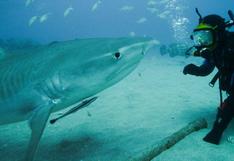 Shark Month: tiburones se apoderan de la programación de Discovery