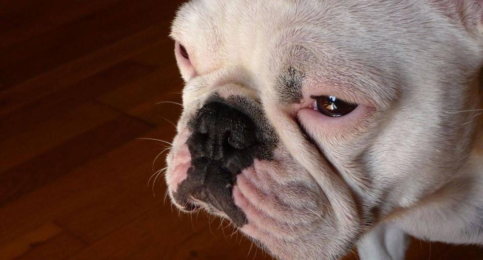 La perra bulldog de una mujer de Las Vegas murió aplastada por una mesa de aseo eléctrica en una tienda de mascotas. (Foto referencial: Pixabay)