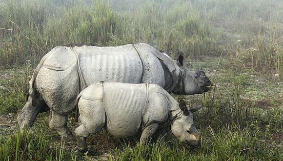 Nepal: Matan a raro rinoceronte en bosque nacional