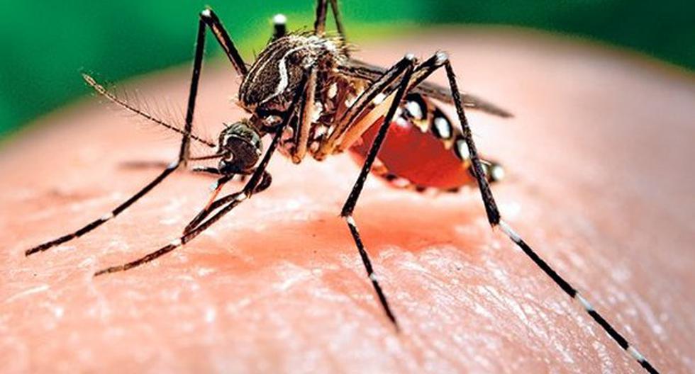 El virus del Zika llegó al Perú importado de Venezuela. (Foto: andina.pe)