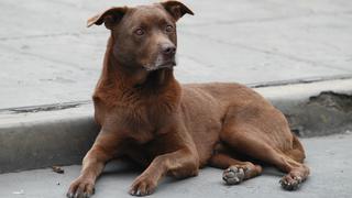 Propietarios de perros peligrosos no cumplen con inscribirlos en registros municipales