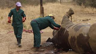 Cazadores furtivos mataron 350 rinocerontes en Sudáfrica durante el 2013