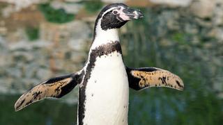 El excremento de las focas y pingüinos mejoran la biodiversidad de la Antártida