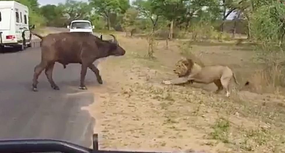 El búfalo le hace frente al león sorprendiendo a todos los testigos de esta lucha. (Foto: Twitter)