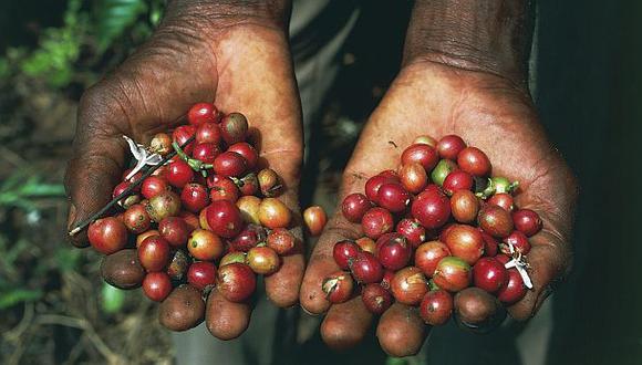CCL: producción de café peruano retrocedió 37% en tres años