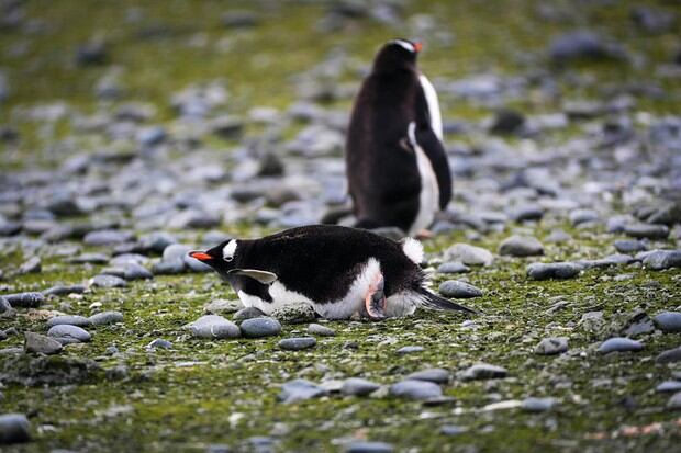 Fotografía de pingüinos el 17 de enero de 2020, en la Isla Rey Jorge, en la Antártida. (EFE/ Federico Anfitti)