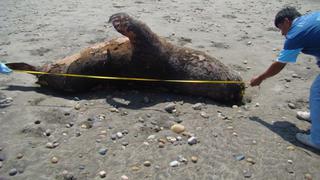 Hallan más animales marinos varados en playas de Lambayeque