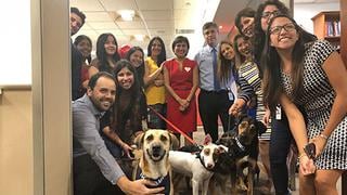 Perros de albergue regaron amor en oficina de prestigiosa consultora