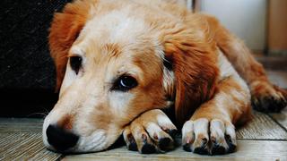 Los perros sufren por la muerte de un compañero canino, según estudio