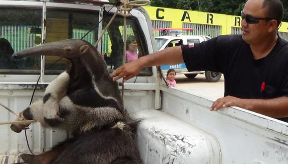 Rescatan a oso hormiguero que se ahogaba en el río Ucayali