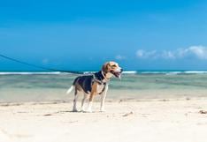 Consultorio WUF: 5 mitos y verdades sobre los perros y el verano