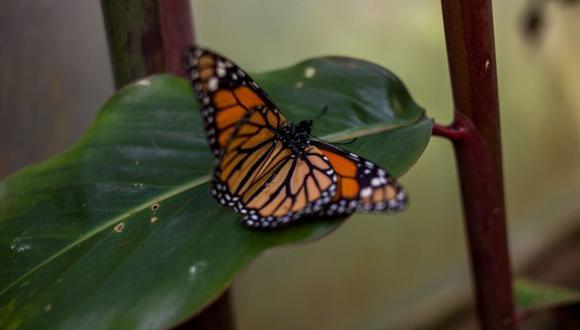 La mariposa monarca se alimenta de una planta venenosa y conserva pequeñas dosis de la toxina en su cuerpo. (Foto: Getty)