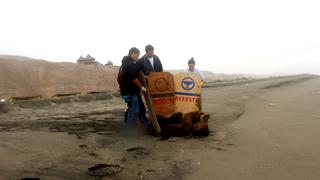 Crías de lobos varados en playas de Lima regresaron al mar un mes después