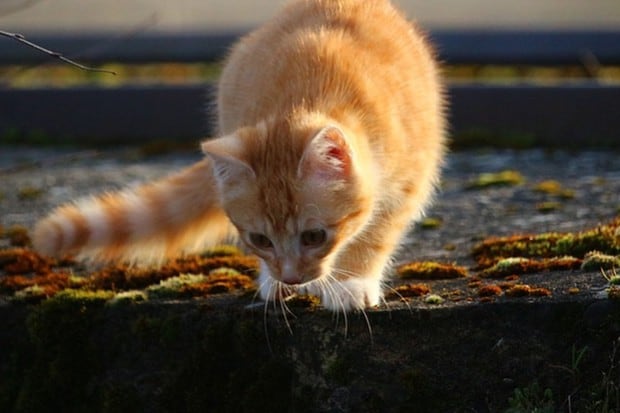 Los gatos domésticos maúllan mucho más que los salvajes ya que es una de sus formas de llamar la atención (Foto: Pixabay)