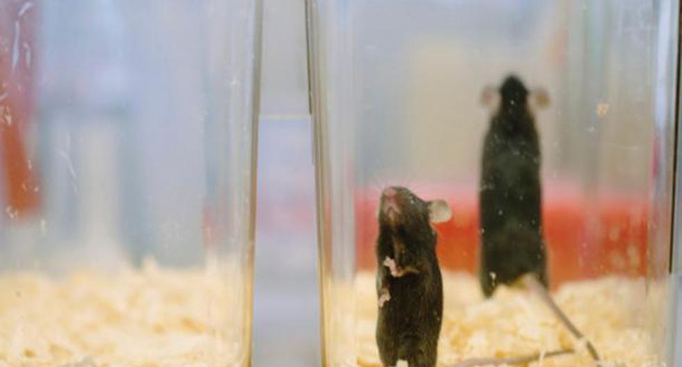 El compuesto químico que se utiliza en la fabricación de envases plásticos provoca efectos adversos durante el embarazo en ratones. (Foto: Getty Images / Referencial)