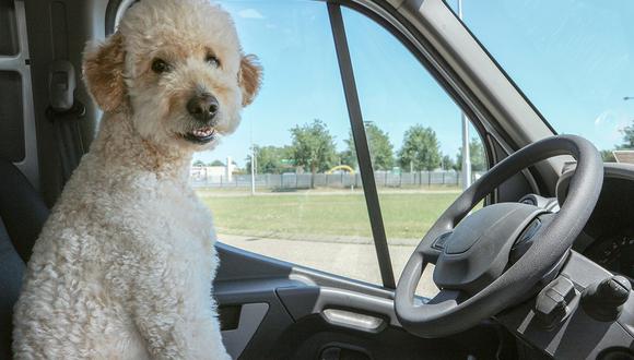 Anímate a viajar con tus mascotas en el feriado largo. (Foto: Pixabay/Sammy-Sander)