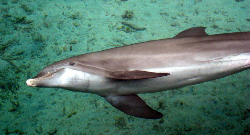 753 delfines han quedado varados entre julio e inicios de noviembre. (Foto: Arnaud Abadie / Flickr)