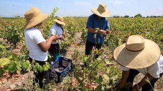 Agroexportaciones peruanas a Brasil sumaron US$33,5 mlls. hasta agosto