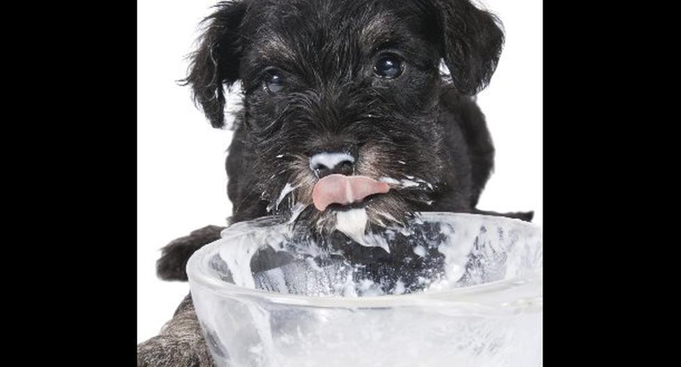 Al contrario de lo que se cree, beber leche es peligroso para nuestras mascotas. (Foto: ThinkStock)
