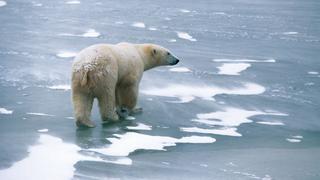 El hielo ártico sigue desapareciendo, según científicos