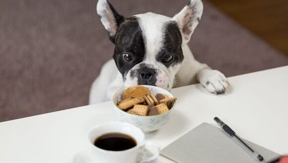 Muchas veces se le da comida de la mesa para que el perro deje de ladrar o llorar, pero esto es un gran error. (Foto: Pexels)
