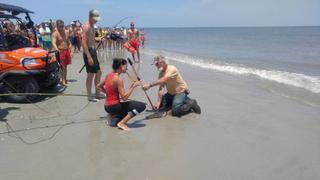 Un caimán nadando en una playa atemorizó a bañistas [VIDEO]