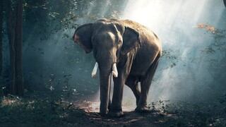 Elefante con antojo de mangos trepa un muro de metro y medio de alto para obtenerlos