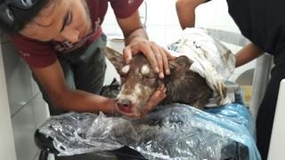 Campaña dará en adopción animales víctimas de huaicos