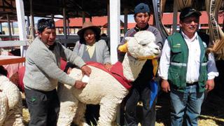 Certifican lana de alpaca peruana como la más fina del mundo