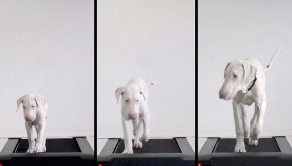Vimeo: mira a un cachorro crecer en cuestión de segundos