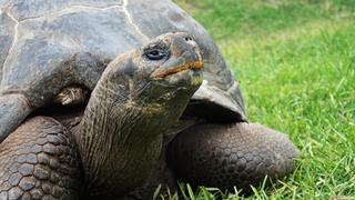 El Parque de las Leyendas agasajó a sus 68 tortugas por el día mundial de este reptil