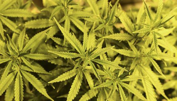 Dos teorías podrían explicar la aparición gradual, a lo largo de los siglos, de un cannabis con cada vez mayor concentración de THC. (Foto: AFP)