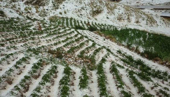 Huancavelica: granizadas provocan pérdidas de cultivos