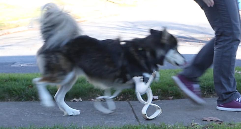 Este perro corre con sus prótesis 3D por primera vez. (Foto: Captura de YouTube)