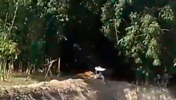 El tigre de Bengala embistió a una persona, pero afortunadamente el hombre salió ileso. |Foto: @darpasaurav