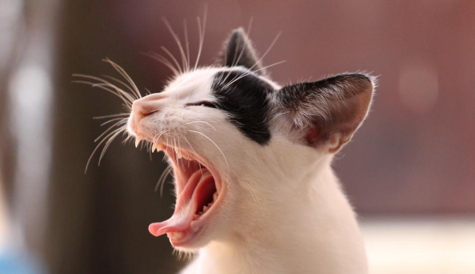 Una gata se ha vuelto muy popular en YouTube. (Referencial - Pixabay | Captura)
