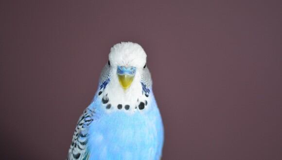 Un periquito azul se roba el corazón de todos al demostrar su amplio vocabulario en inglés. ( Foto: Pixabay / referencial )