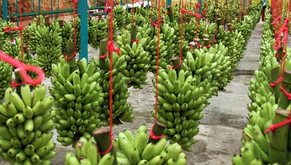 El Perú cuenta con 15,000 hectáreas dedicadas al cultivo de banano orgánico. (Foto: Minagri)