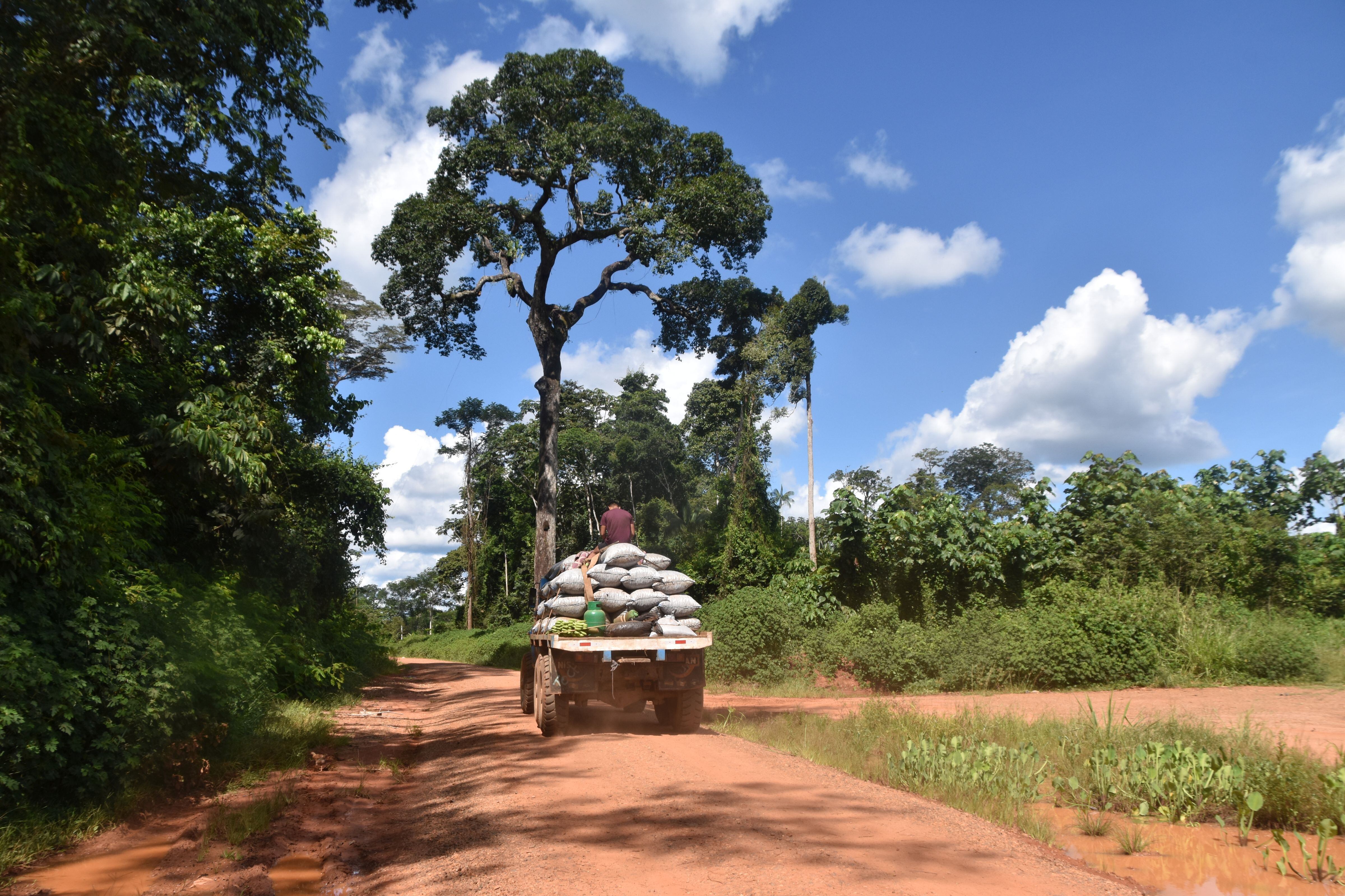 Árbol de castaña y carro cargando barricas de castaña. (Foto: Manuel Calloquispe)