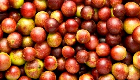 Este fruto del corazón de la Amazonía peruana es altamente nutritivo y tiene propiedades astringentes, antioxidantes y antiinflamatorias. (Foto: Difusión)