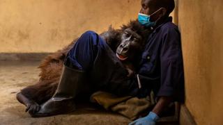 Ndakasi, la famosa gorila del Congo falleció en brazos de su cuidador